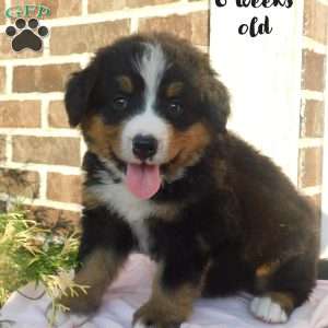 Lacey, Bernese Mountain Dog Puppy